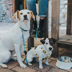 Hunter Collar Tripoli Vario Basic Light Blue - Collares para Perros