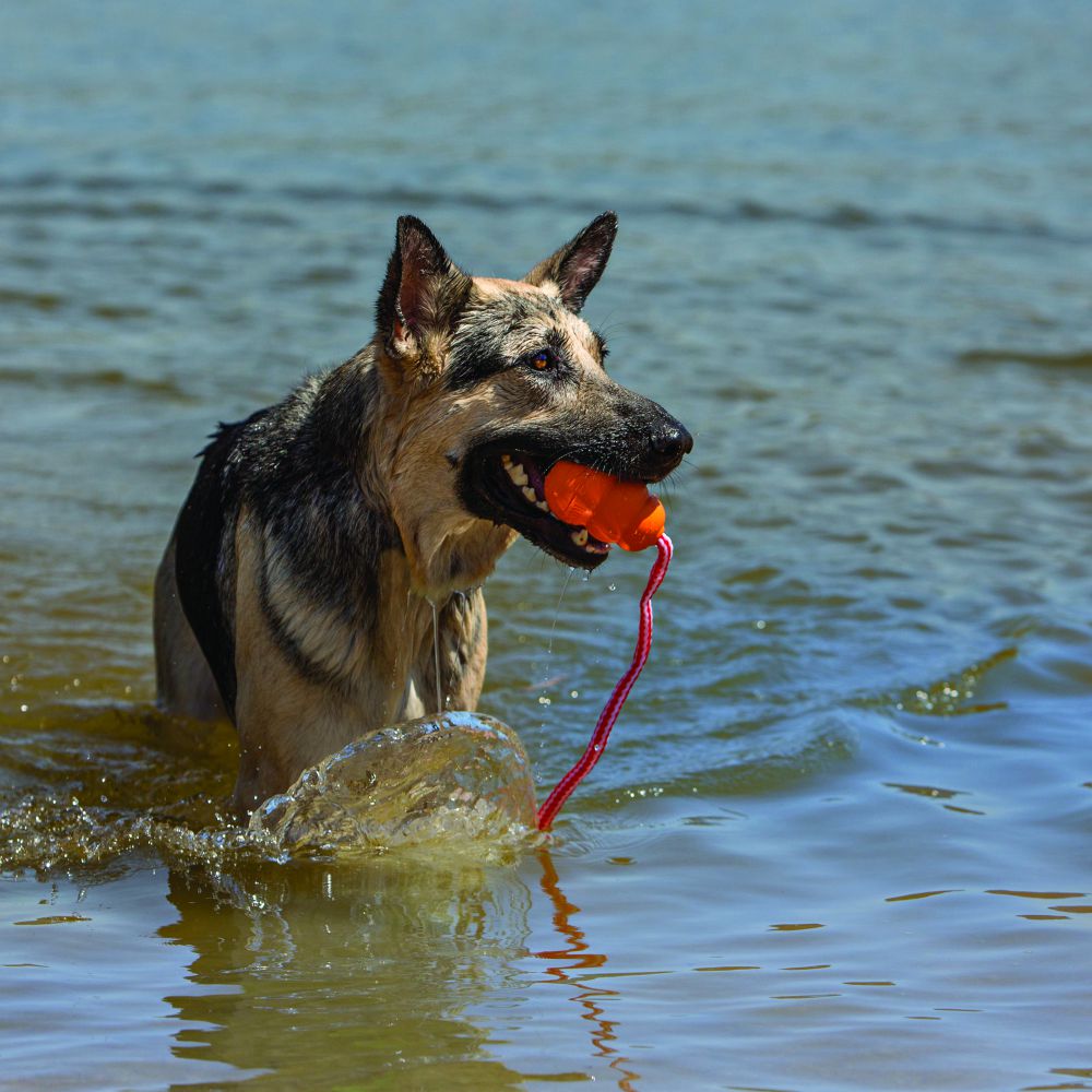 Kong Aqua Medium - Juguetes para Perros