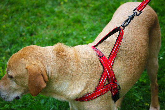 Kong Arnés Norwegian Rojo - Arnés para Perros