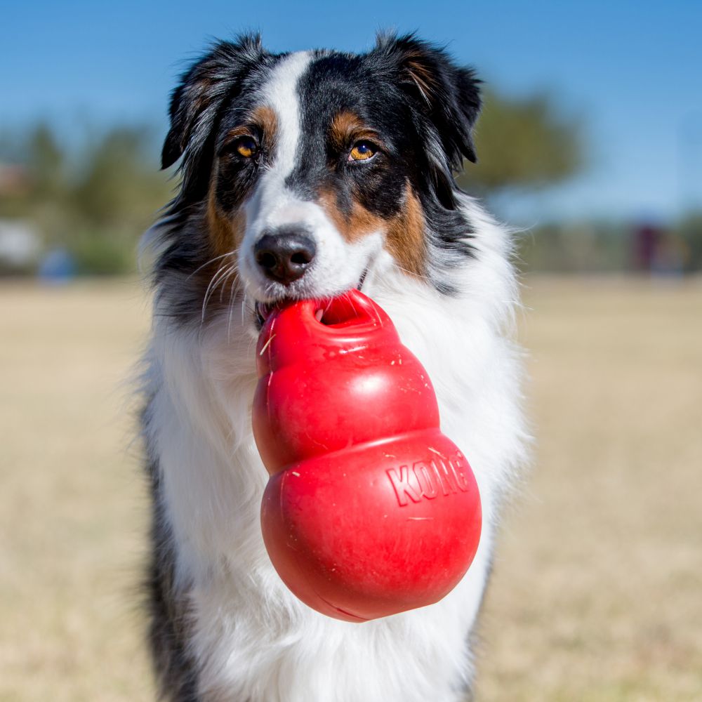 Kong Bounzer - Juguetes para Perros
