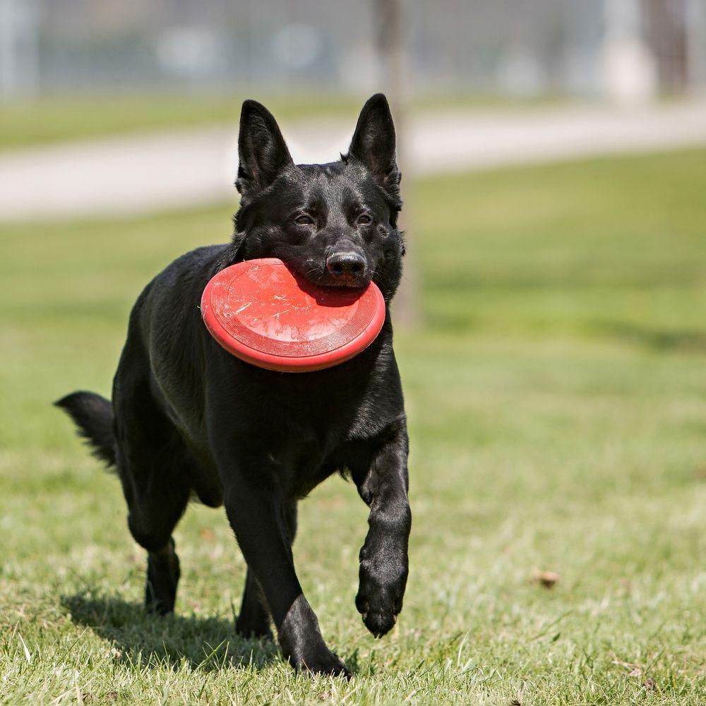 Kong Flyer Frisbee - Juguetes para Perros