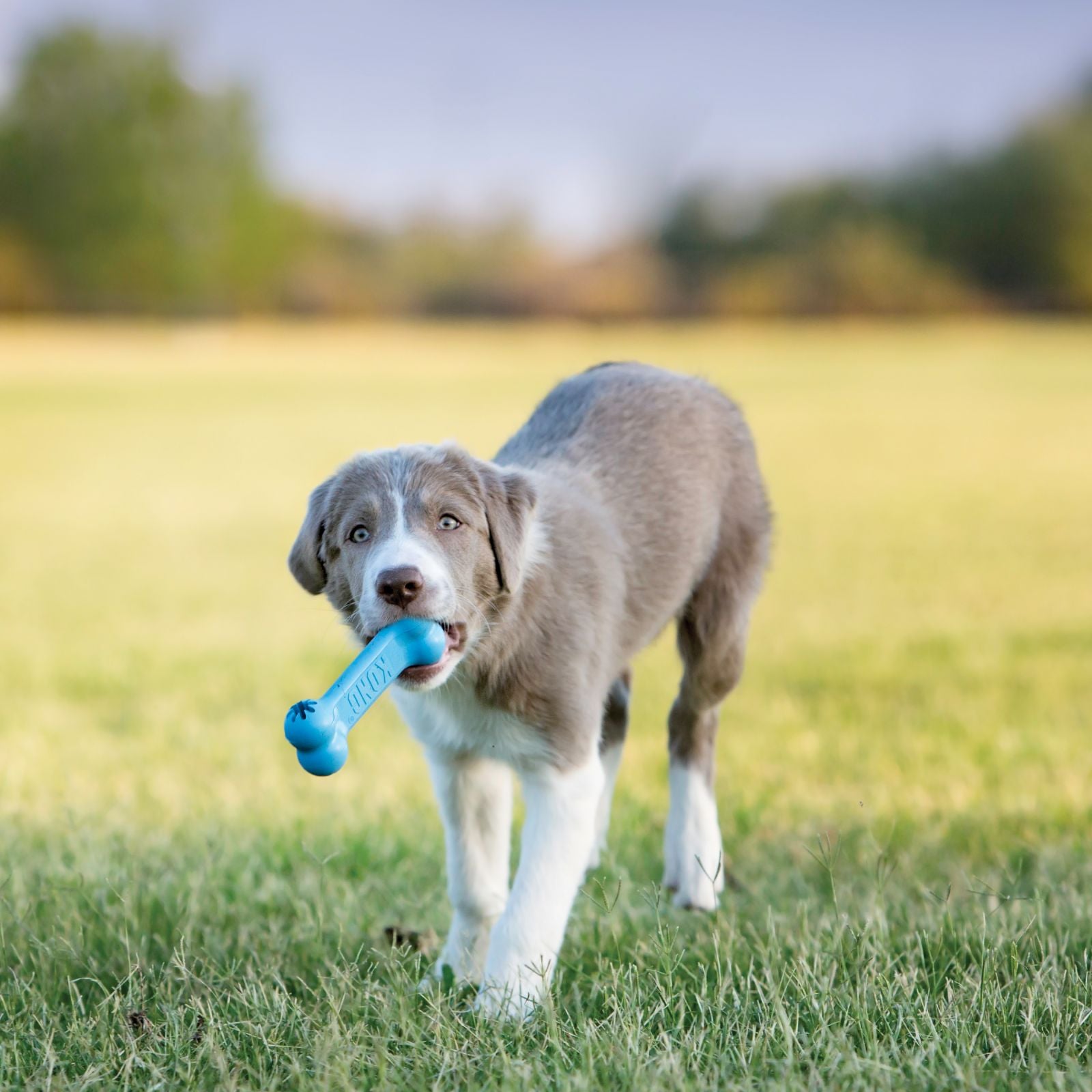 Kong Puppy Goodie Bone - Juguetes para Perros