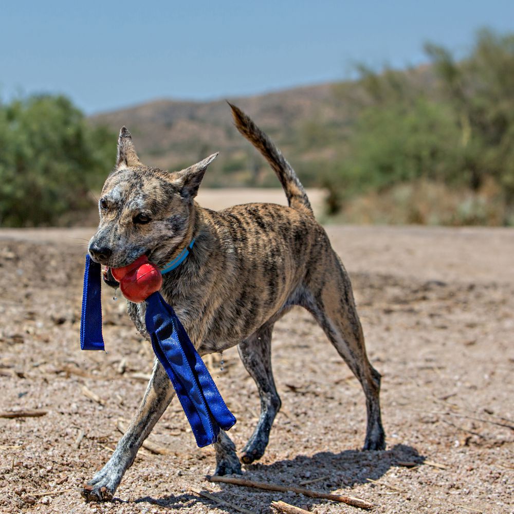 Kong Tails Medium - Juguetes para Perros