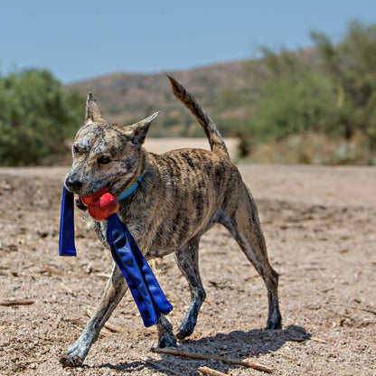 Kong Tails Medium - Juguetes para Perros