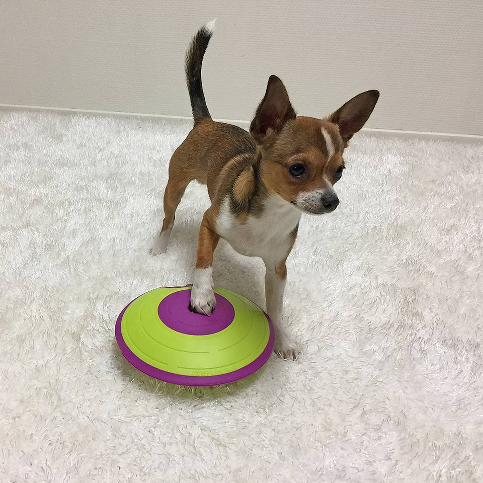 Nina Ottosson Dog Treat Maze Nivel 2 - Juegos de Inteligencia para Perros