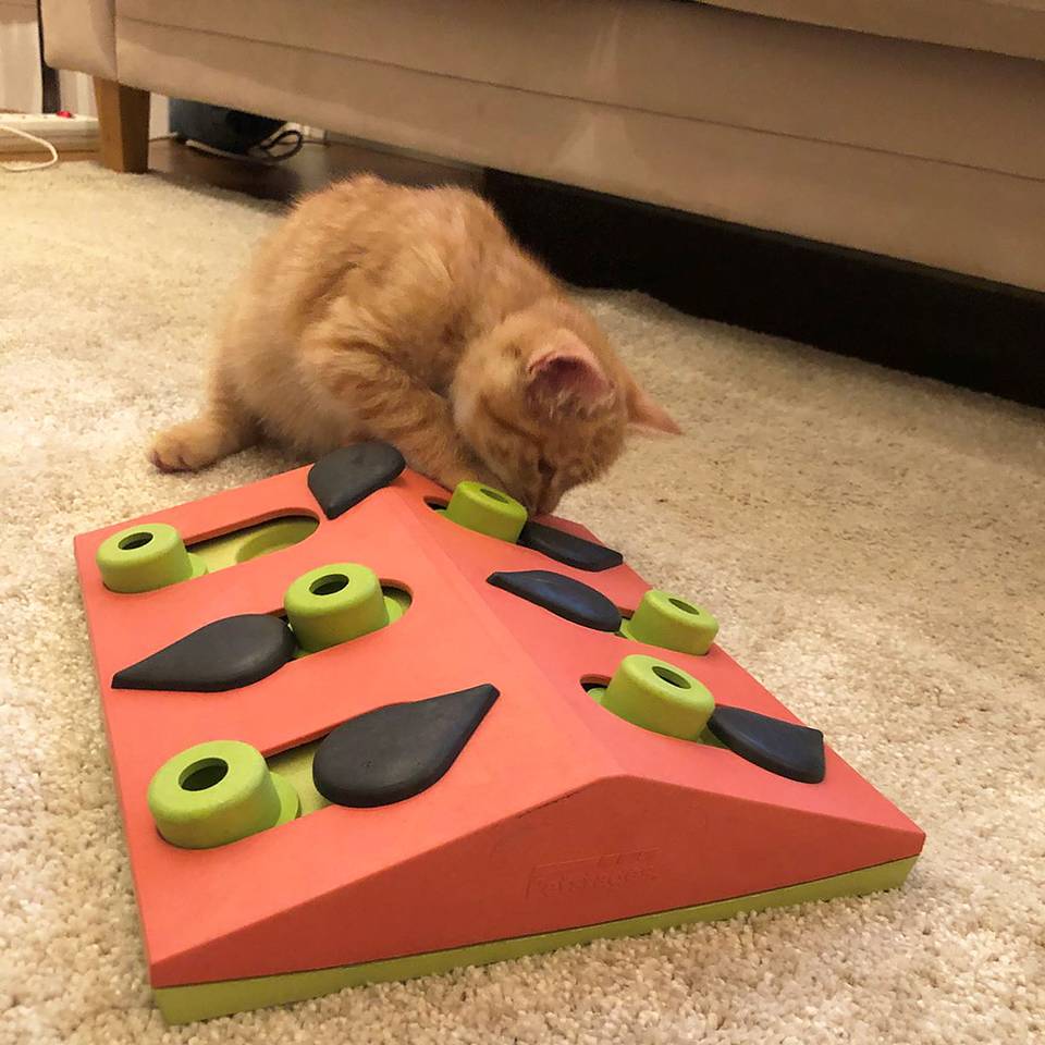 Nina Ottosson Melon Madness Puzzle and Play Nivel 2 - Juegos de Inteligencia para Gatos