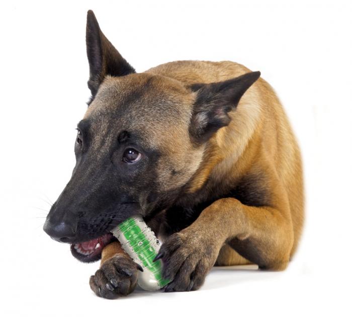 Petstages Crunchcore Bone - Juguetes para Perro a domicilio en Bogotá
