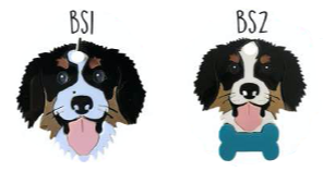 Placa de Identificación Bernés de la Montaña Sam Pet - Placa de Identificación para Perros